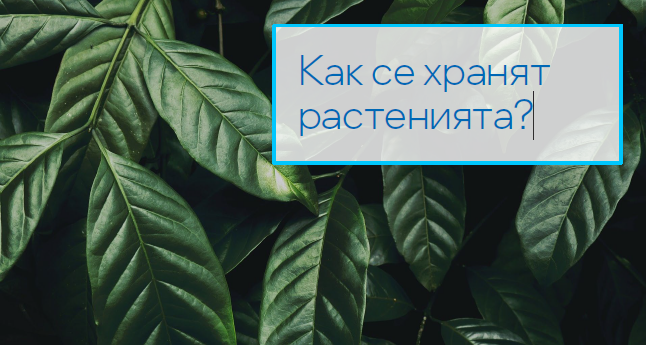 Как се хранят растенията?