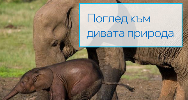 Поглед към дивата природа